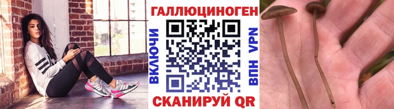 даркнет сайт  Алейск  Псилоцибиновые грибы Psilocybine cubensis 